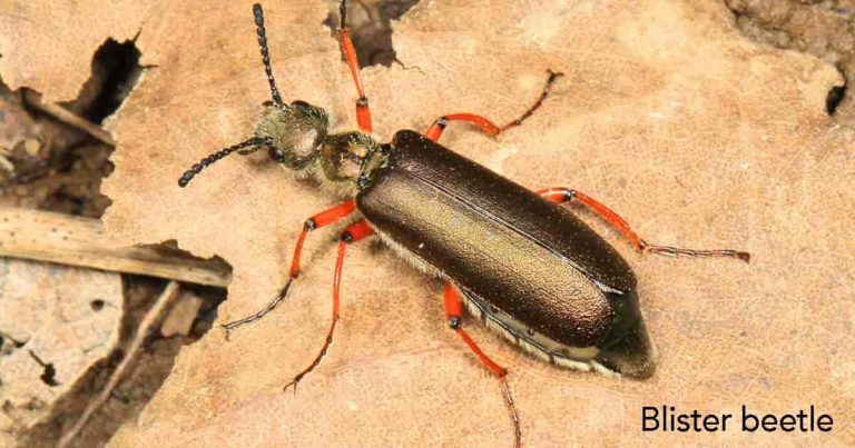 Blister Beetle – How To Control Blister Beetles [In The Garden]