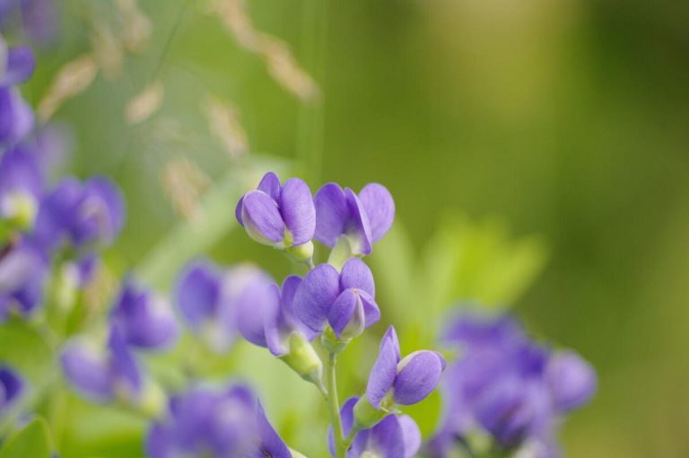 Baptisia is a Sure Bet