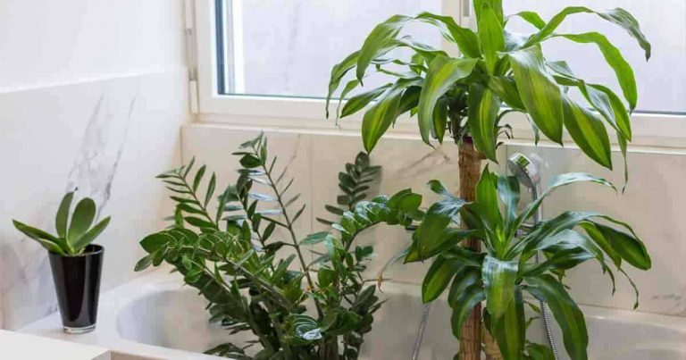 17 Best Bathroom Plants, How to Choose and Use