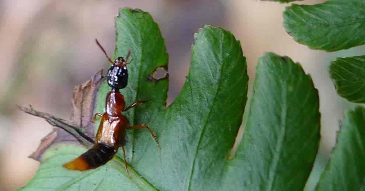 Beneficial insect Rove Beetle