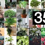 a collage of many dozens of houseplants