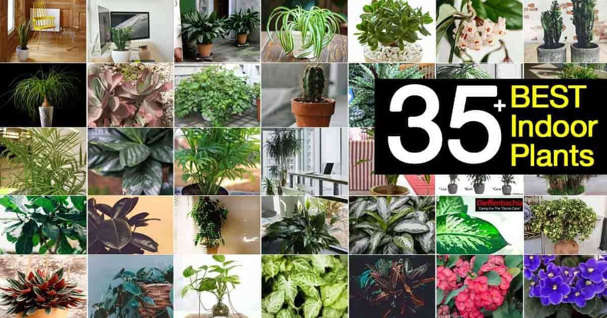 a collage of many dozens of houseplants