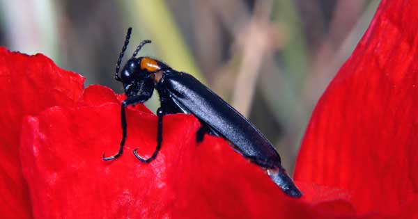 black blister beetle feeding on flower