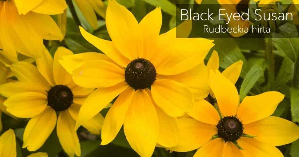 Three yellow Black Eyed Susan, known as rudbeckia hirta