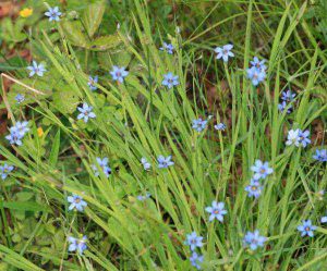A patch of blue eyed grass with flowers inbloom