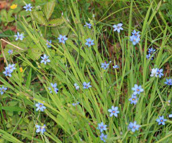 A patch of blue eyed grass with flowers in bloom