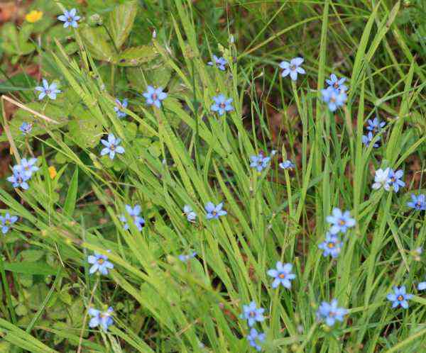 How to Prepare Soil for Grasses