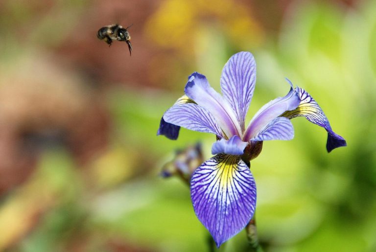 Blue Flag Wild Iris, Quebec’s Floral Emblem
