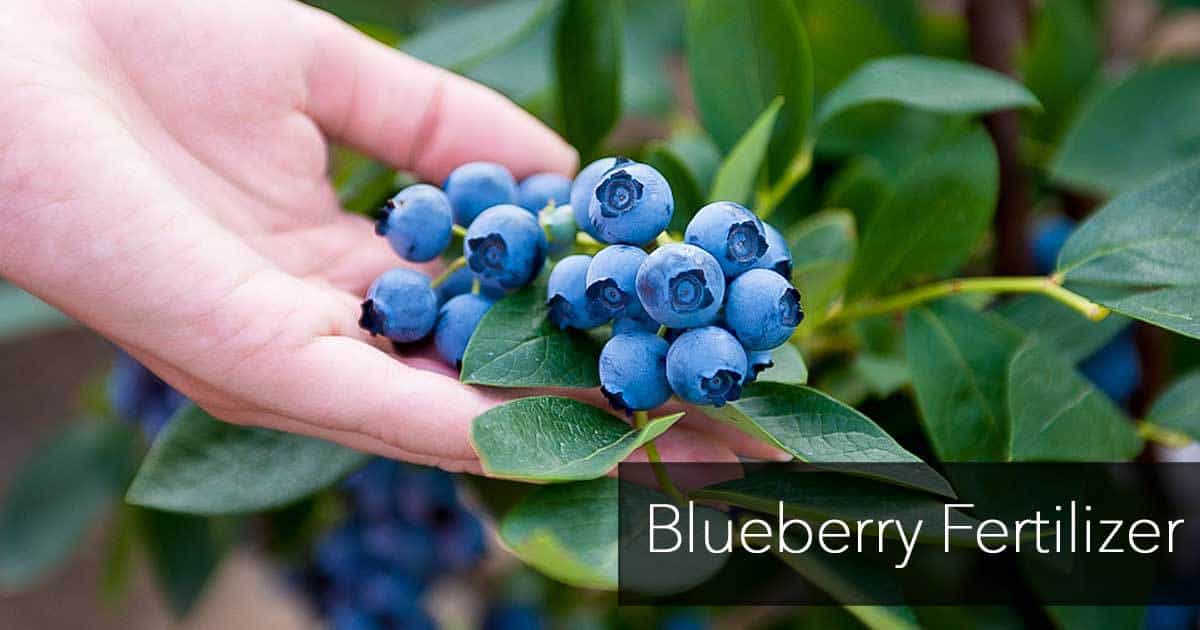 blueberry fertilizer