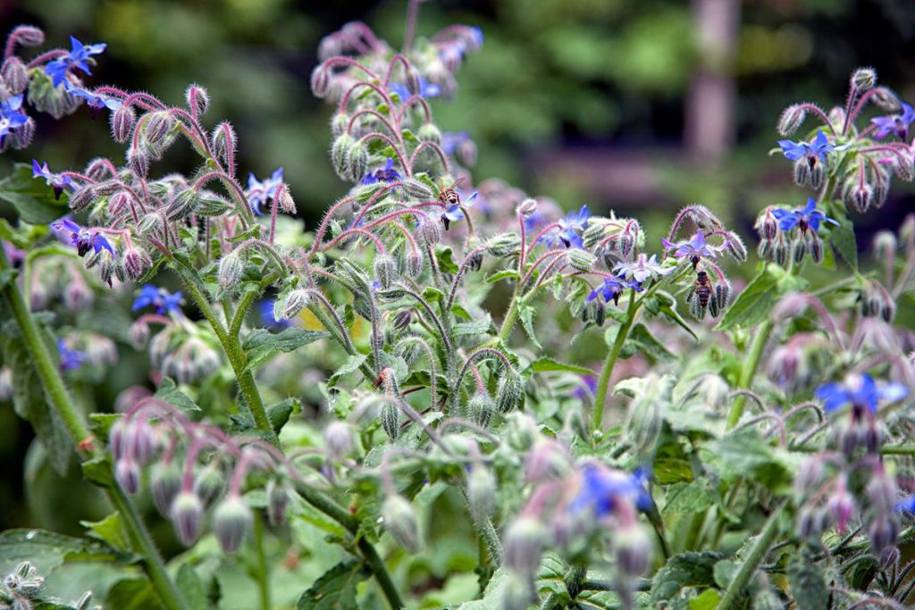 Borage Has Many Uses Borage Has Many Uses