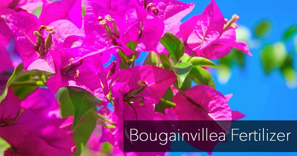 bougainvillea-fertilizer-07312016