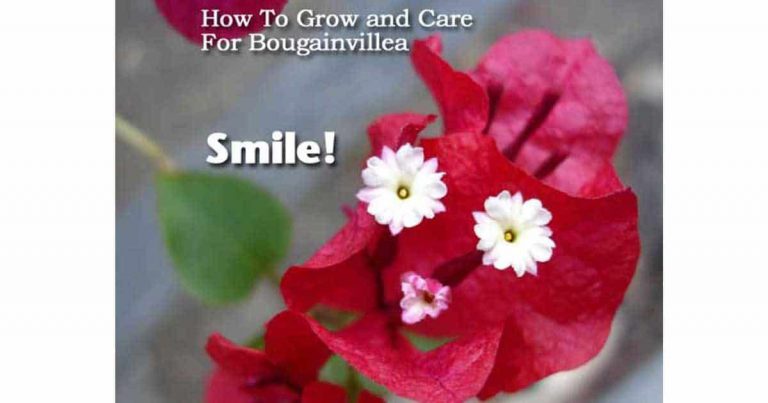 How To Grow and Care For Bougainvillea