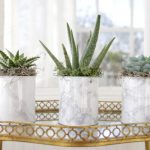 3 white containers with various succulents