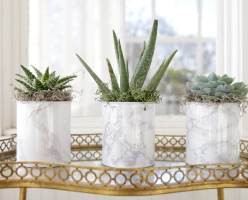 Easy, Breezy Houseplants that Cool Your Home