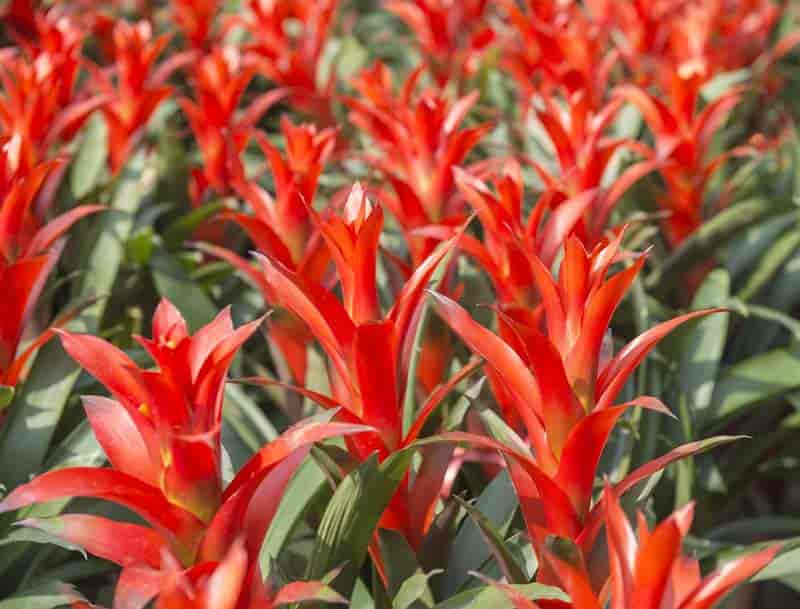 Bright pink bromeliad flowers