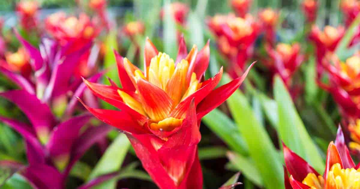 colorful flowers of Bromeliad Guzmania varieties