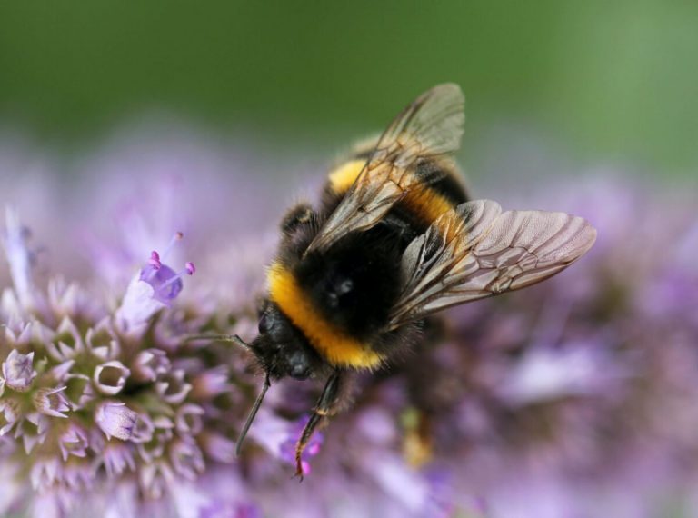 How Smart Are Bumblebees?