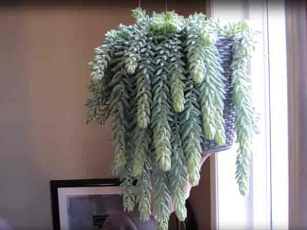 Burros Tail in a white hanging basket indoor