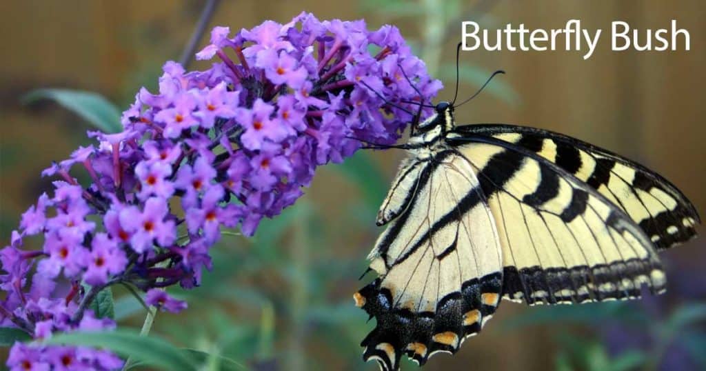 butterfly feeding on a Buddleia (Butterfly Bush)