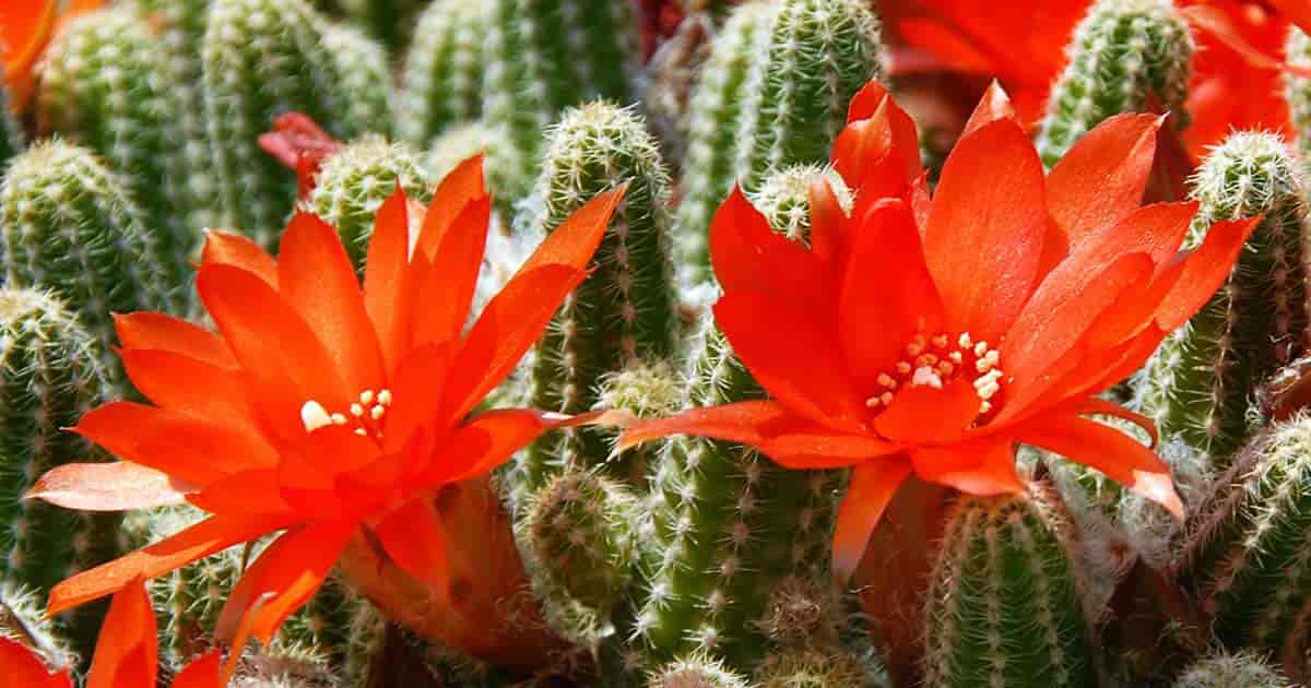 Bright red flowering cactus