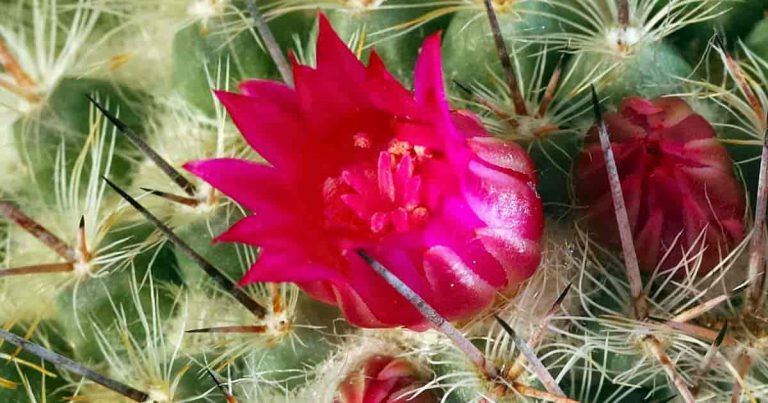 Flowering Cactus: How To Make Cactus Bloom [All Year Round]