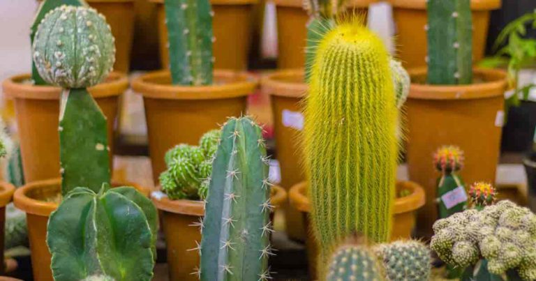 Cactus Propagation: How To Propagate Cactus Plants
