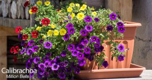 Purple, yellow and red colored million belss calibrachoa in a container