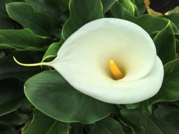 calla-1098234_1280