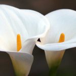 Two beautiful white canna lilies in full bloom