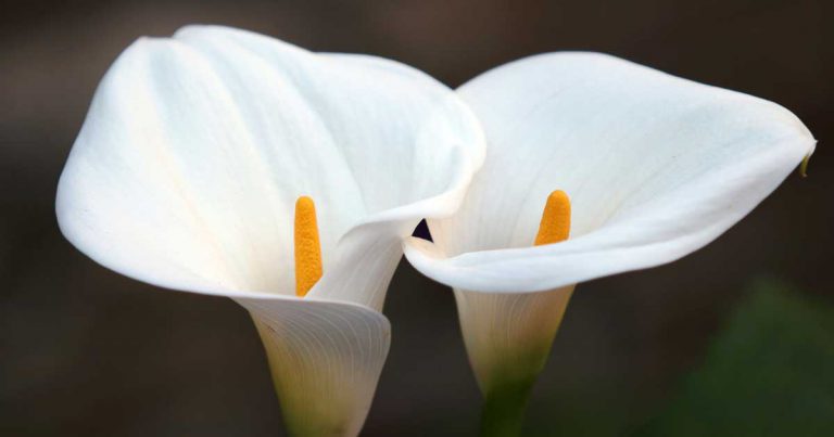 How To Grow Calla Lily