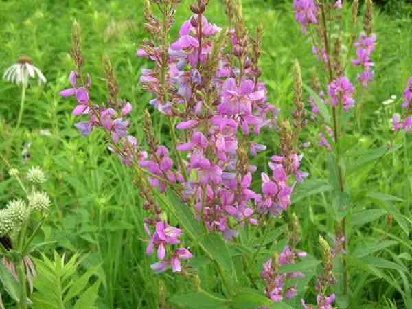 pink tick trefoil flowers