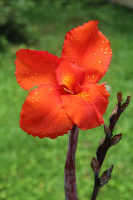 Bright Red Orange Canna Lily