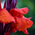 A close up photo of a red Canna Lily flower