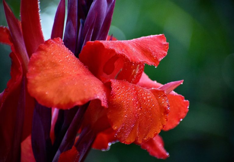 How To Plant And Care For Canna Lilies