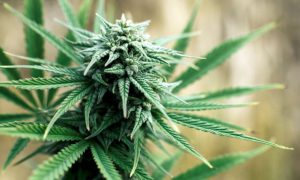 mature Cannabis plant