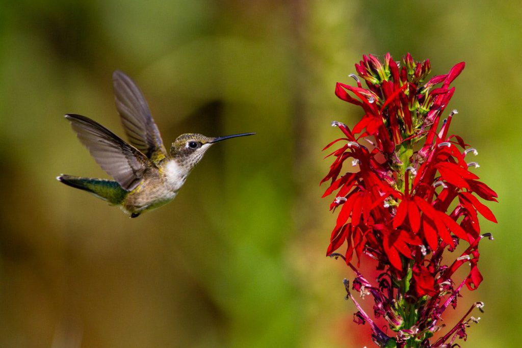Red Cardinal Flower with a hummingbird feeding on it