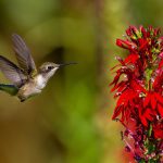 Red Cardinal Flower with a hummingbird feeding on it