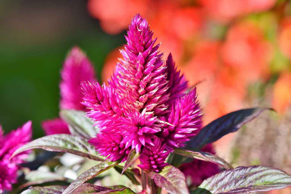 A bright pink Celosia flower