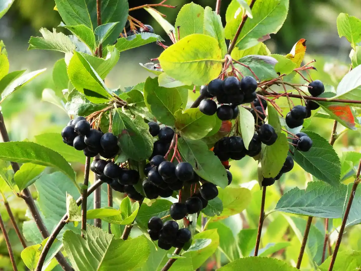 chokeberry fruit on their stem