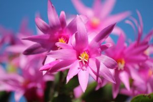 A close up of the pink flowers of Christmas cactus