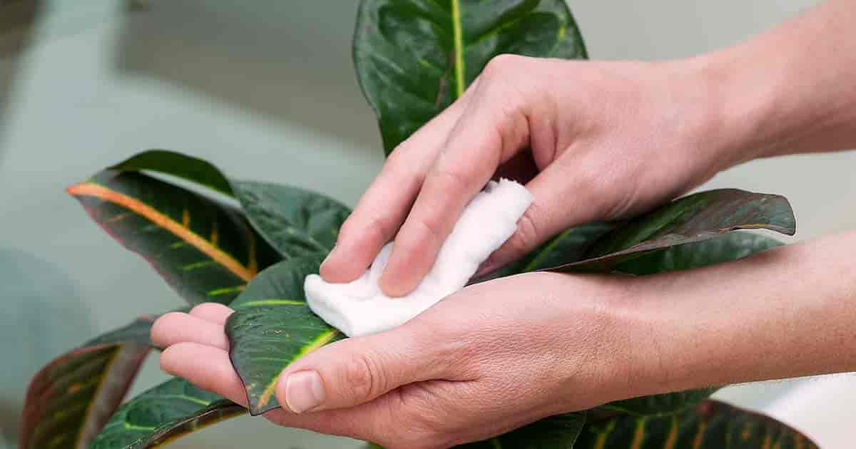 wiping houseplant leaves to remove dust