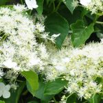 A close up of a climbing hydrangea with white flowers