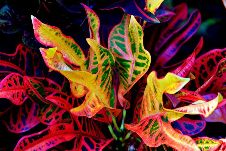 Crotons are Wonderful Colourful Houseplants