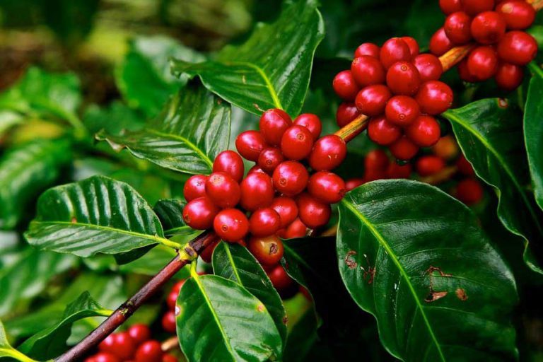 Can You Grow Your Own Coffee Beans at Home?