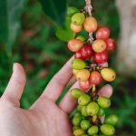 A hand carefully holding a strand of coffee beans on a coffee tree