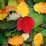 yellow, red, and green fall leaves as a reminder for your fall gardening checklist