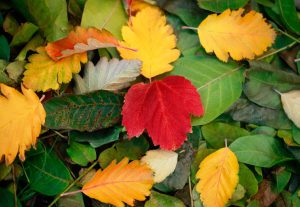 yellow, red, and green fall leaves as a reminder for your fall gardening checklist