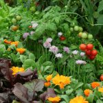 A vegetable garden with tomatoes and cabbage, interspersed with many types of flowers
