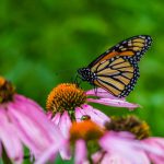 Monarch butterfly on a coneflower echinacea