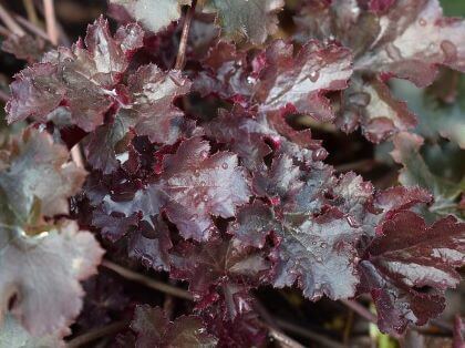 a close up of deep purple coloured coral bells